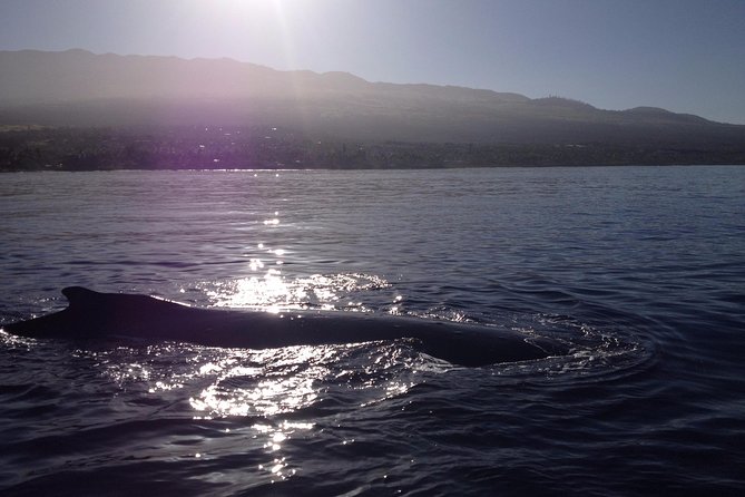 4 .5 Hour Molokini Snorkel Tour Adventure in Maui - Discovering the Coral Forest and Colorful Marine Life