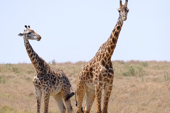 4 Day Safari Maasai Mara, Lake Nakuru and Lake Naivasha - Full-Day Maasai Mara Experience with Packed Lunch