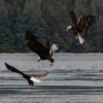 4 Hour Campbell River Whale & Wildlife Tour | Discovery West - Starting Point at Discovery Harbour Marina in Campbell River
