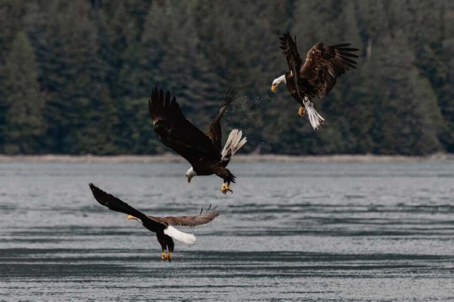 4 Hour Campbell River Whale & Wildlife Tour | Discovery West - Starting Point at Discovery Harbour Marina in Campbell River
