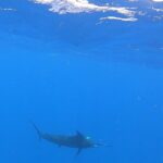 4 Hour Costa Maya Fishing and Snorkeling Experience - Meeting Point and Departure Details in Mahahual