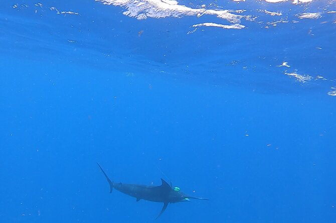 4 Hour Costa Maya Fishing and Snorkeling Experience - Meeting Point and Departure Details in Mahahual