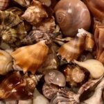 4 Hour Egmont Key Island Tour With Dolphins & Snorkeling Included - Exploring Egmont Key and Shell Key Islands