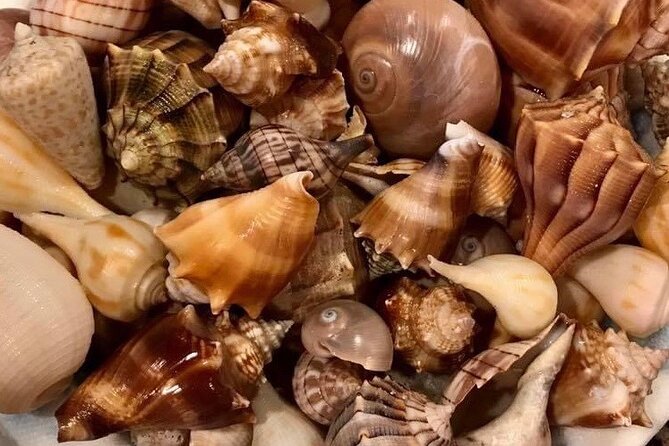 4 Hour Egmont Key Island Tour With Dolphins & Snorkeling Included - Exploring Egmont Key and Shell Key Islands