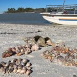 4 Hour Kice Island Shelling Trip - Starting Point at Goodland Boating Park