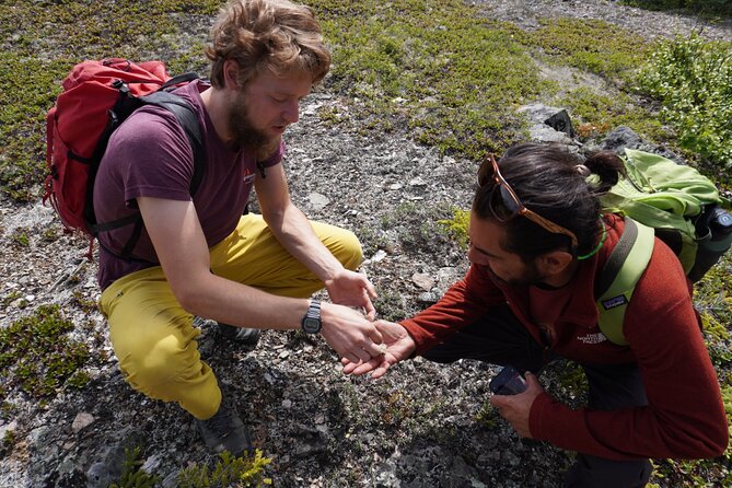 4 Hour Off-Trail Hiking Tour in Denali - Off-Trail Exploration in Denalis Forest and Tundra Ecosystems