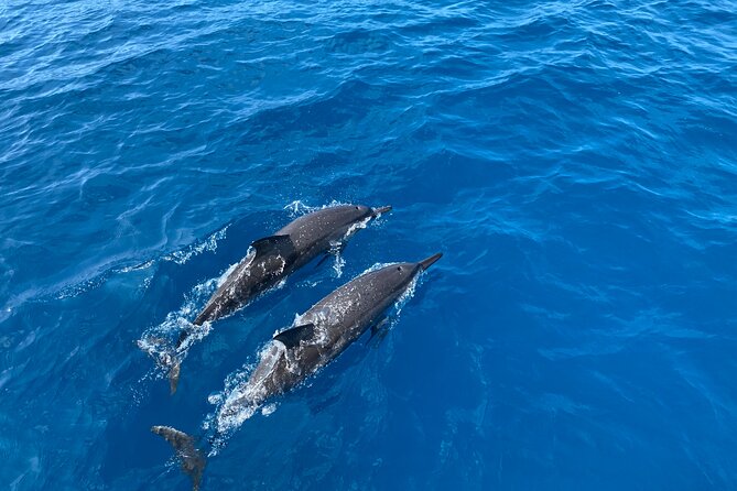 4-Hour Private Charter Adventures in Kona Coast - Kona Coast’s Marine Playground: An Overview of the Private Charter