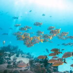 *4-Hour Roqueta Island Snorkeling, out of the Bay Experience - Pickup and Transportation to La Roqueta Island