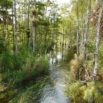 4-Hour Swamp Buggy Adventure Tour in Florida - The Unique Setting of Big Cypress National Preserve