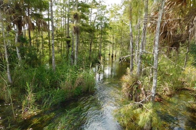 4-Hour Swamp Buggy Adventure Tour in Florida - The Unique Setting of Big Cypress National Preserve