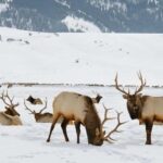 4 Hour Wildlife Safari in Grand Teton National Park - Wildlife Viewing at the National Elk Refuge