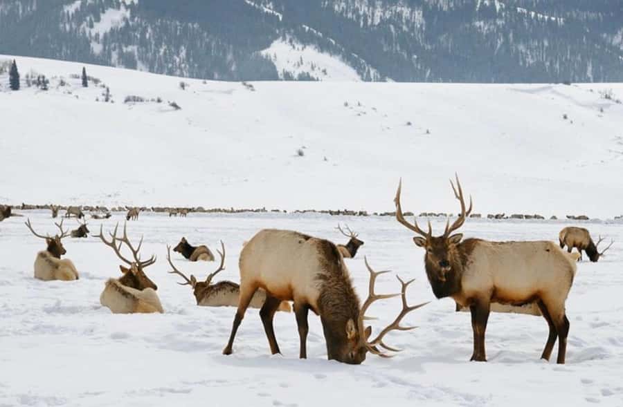 4 Hour Wildlife Safari in Grand Teton National Park - Wildlife Viewing at the National Elk Refuge