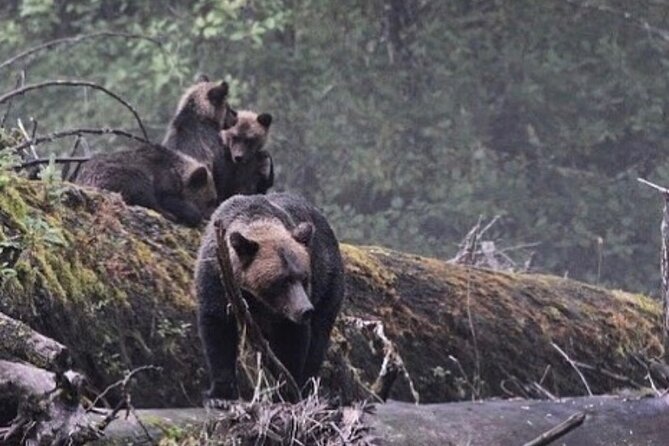 4hr Custom Private Tour of Ketchikan (14 People) Wildlife + More - How the Private Tour is Custom Built for You in Ketchikan