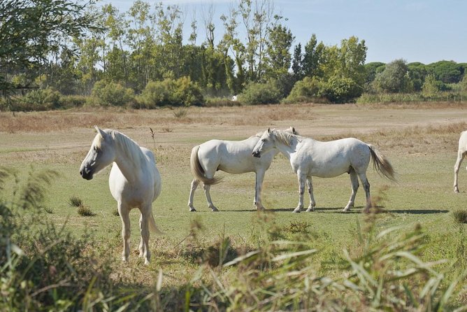 4x4 Camargue Safari 4h - Private Tour - Departure from Arles - What the Camargue Looks Like on a 4x4 Journey