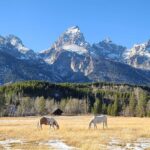5-day In-Depth Yellowstone and Grand Teton National Park Tour - Highlights of Yellowstone’s Central and Southern Regions