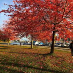 5 Days of Adventure in Vancouver  Activities-Only Tour - Iconic Vancouver Landmarks: Capilano Suspension Bridge and Grouse Mountain