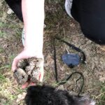 5 Hours Activities - Truffle Hunting with tasting in San Miniato - Key Points