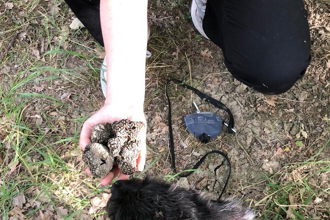 5 Hours Activities - Truffle Hunting with tasting in San Miniato - Key Points