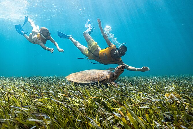 5-in-1 Cancun Snorkeling: Turtles, Reef, Musa, Shipwreck, Cenote - The Cenote Snorkeling Experience in Yucatan