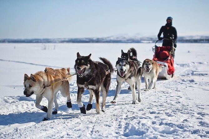 6 Day Winter Wonderland Tour in Yellowstone National Park - The Tour Begins at Mammoth Hot Springs with Snowshoeing Adventures