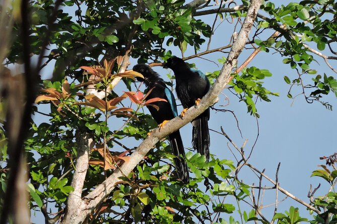 6-Hour Birdwatching Ruta de los Cenotes Playa del Carmen - The Guided Birdwatching Experience with Lugo and Gustavo