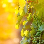 6 Hour Wine, Cheese, Chocolate Tasting Tour with Lunch - The All-Inclusive Tasting Experience