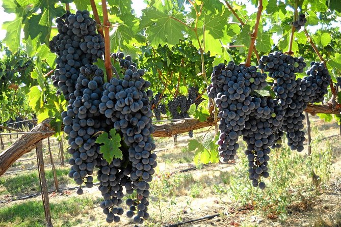 6-Hours Customized Private SONOMA Valley Wine Tour From San Francisco Bay Area - Easy, Stress-Free Transportation with Modern Comforts