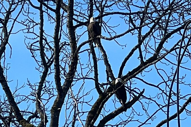 6 Passenger Whale Watching Adventure in Icy Strait from Hoonah AK - Meeting Point and Departure Details in Hoonah
