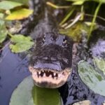 60 min Private Everglades Airboat Ride in Miami - Starting Point and Booking Details in Miami