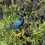 60 Minutes Small Group Everglades Airboat Ride in Miami - Intimate Small Group Experience with a Cap of Seven