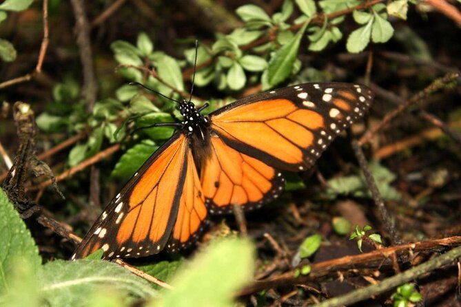 7 Day-Monarch Butterfly Ecofriendly Tour in Mexico - Visiting the Piedra Herrada Sanctuary with Horseback Access