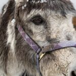 8-10km Husky Ride in the Taiga and Visit other farm animals - Practical Details and Logistics