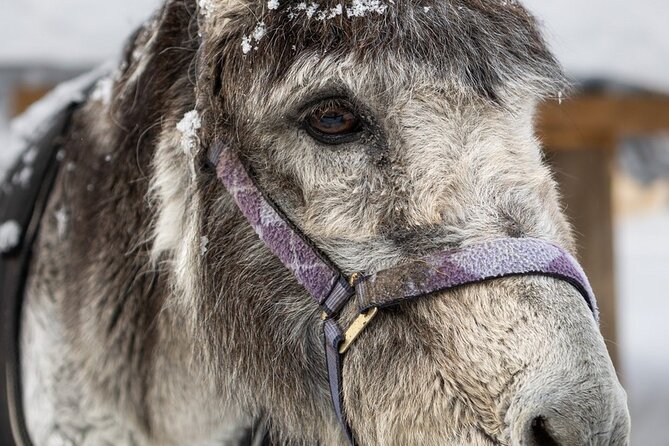 8-10km Husky Ride in the Taiga and Visit other farm animals - Practical Details and Logistics
