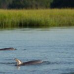 90-Minute Dolphin and Nature Tour of Hilton Head - Departing from Shelter Cove Marina in Hilton Head