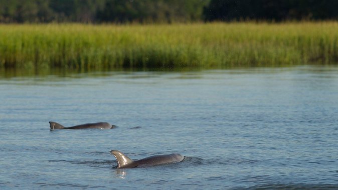 90-Minute Dolphin and Nature Tour of Hilton Head - Departing from Shelter Cove Marina in Hilton Head