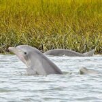 90 Minute Hilton Head Dolphin and Nature Cruise - Exploring Broad Creek and the Salt Marsh Ecosystem