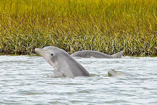 90 Minute Hilton Head Dolphin and Nature Cruise - Exploring Broad Creek and the Salt Marsh Ecosystem