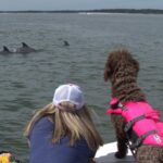 90-Minute Private Dolphin Tour in Hilton Head Island - Exploring Hilton Head’s Waters with a Lowcountry Master Naturalist