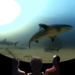 A 360° Immersive Ocean Movie Experience (Catalina Island) - Video Content and Marine Life Encounters