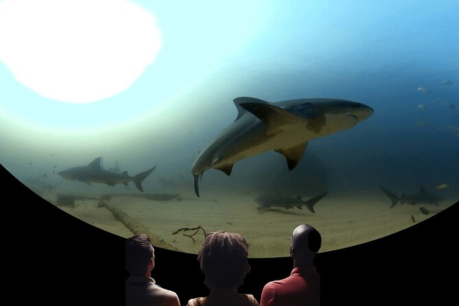 A 360° Immersive Ocean Movie Experience (Catalina Island) - Video Content and Marine Life Encounters