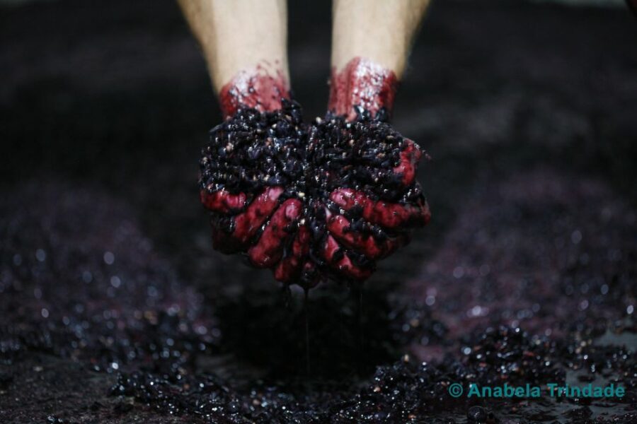 A trip through the Vinhos Verdes of the Basto Region - A Private Tour Focused on Basto Grape Varieties