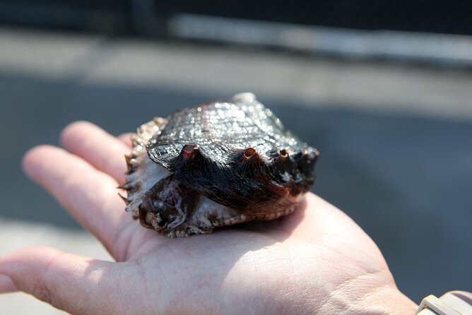 Abalone Farm Tour - What Makes the Farm Tour Interactive and Engaging