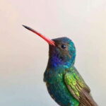 Acapulco: Early Birding Feathered Wonders with Breakfast - From Wildlife to Scenic Views on Acapulco Streets