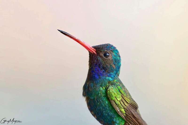 Acapulco: Early Birding Feathered Wonders with Breakfast - From Wildlife to Scenic Views on Acapulco Streets