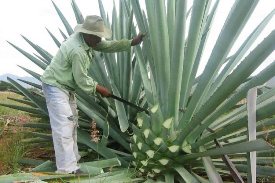 -Acapulco: Mezcal Factory Tasting Learning Experience - Scenic Drive through Chihuahua’s Historic Towns to Chilpancingo