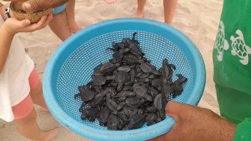 Acapulco: Turtle Release Experience - Learning About Endangered Turtles at the Turtle Camp