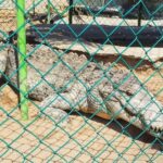 -Acapulco:Turtle Release Crocodile Farm & Horseback Ride Exp - Starting Point: Acapulco’s Convenient Pickup Service