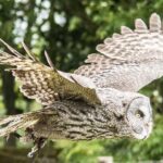 Admission Pass to Eagle Heights in Kent - The Spectacular Flying Displays of Raptors