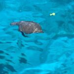 ADULTS 16+ LUXURY YACHT - from Protaras Cypriot lunch & 1 drink - Set out on a Scenic Ride with the Largest Yacht in Protaras