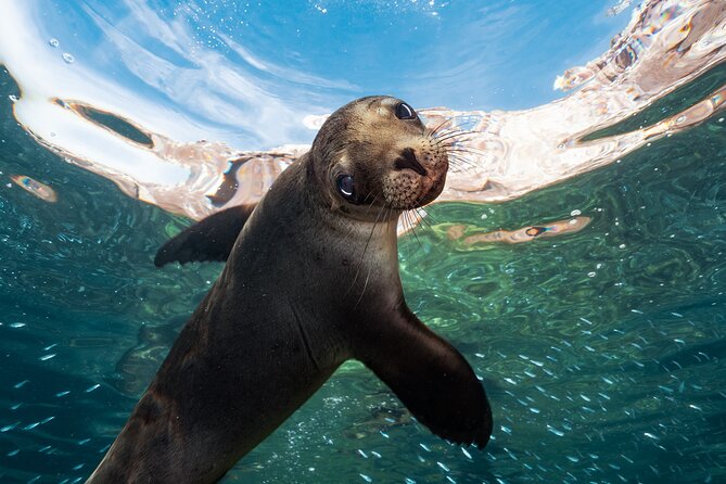 Adventure to Espiritu Santo Island: Snorkel with Sea Lions and Beach - Snorkeling with Sea Lions at Los Islotes